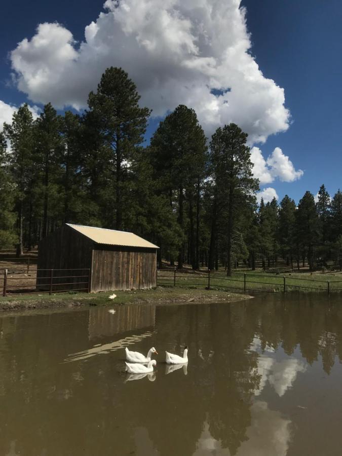 Grand Canyon 1Bd Loft/Suite-Horseback Riding-Shooting-Dogs Ok! Parks Kültér fotó